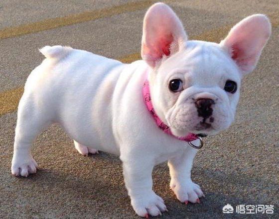法国波尔多犬什么样的:如何挑选纯种的法国斗牛犬？
