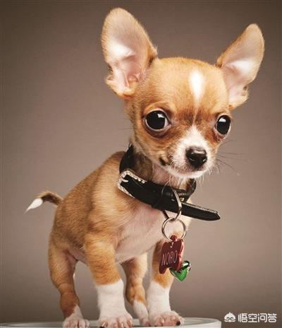 宠物犬排名 宠物犬智商排名:世界上最聪明的四种狗是什么狗？为什么？