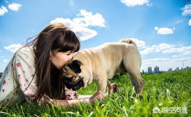 宠物犬排名 宠物犬智商排名:世界上最聪明的四种狗是什么狗？为什么？