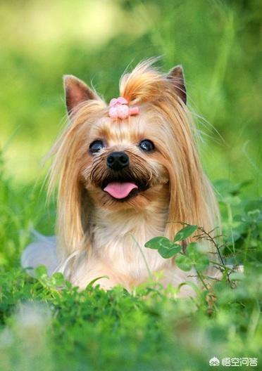 宠物犬排名 宠物犬智商排名:世界上最聪明的四种狗是什么狗？为什么？