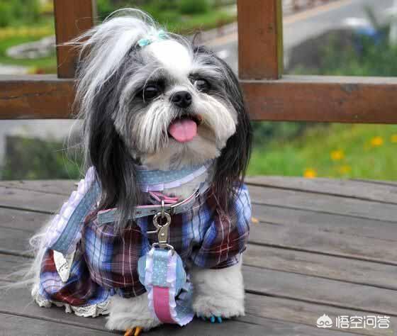 宠物犬排名 宠物犬智商排名:世界上最聪明的四种狗是什么狗？为什么？