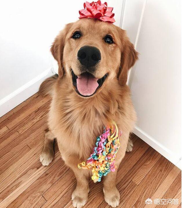 宠物犬排名 宠物犬智商排名:世界上最聪明的四种狗是什么狗？为什么？