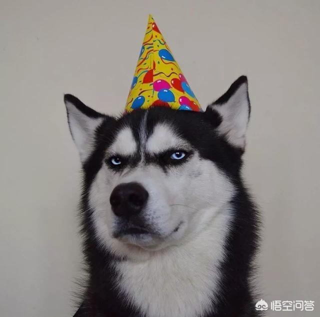 宠物犬排名 宠物犬智商排名:世界上最聪明的四种狗是什么狗？为什么？