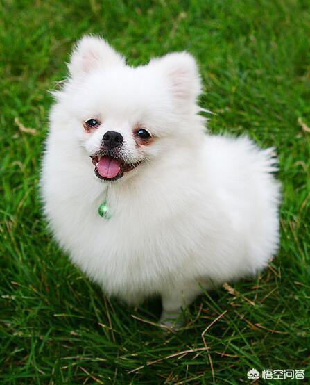 宠物犬排名 宠物犬智商排名:世界上最聪明的四种狗是什么狗？为什么？