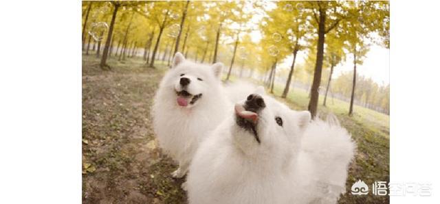 宠物犬排名 宠物犬智商排名:世界上最聪明的四种狗是什么狗？为什么？