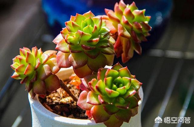 翡翠景天多肉图片:我的多肉蒂亚到现在还是绿油油的，为什么秋天还是不红？