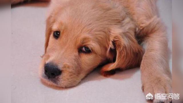 为什么星期狗不会死在宠物店，什么是星期狗？星期狗的主要死因是什么？
