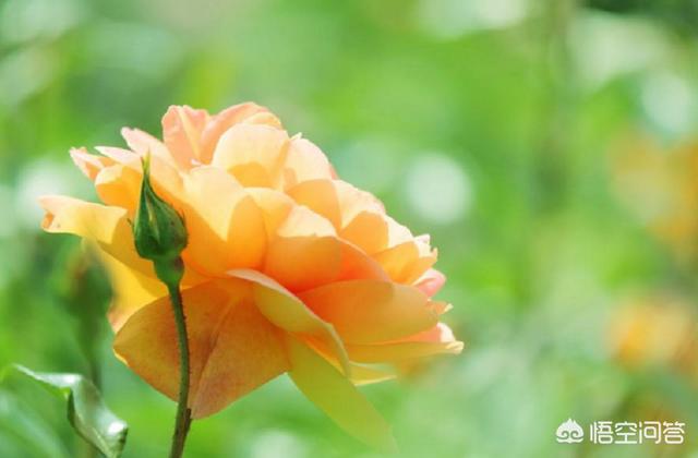 新疆月季花的栽培:新疆昼夜温差比较大，适合养什么种类的花呢？