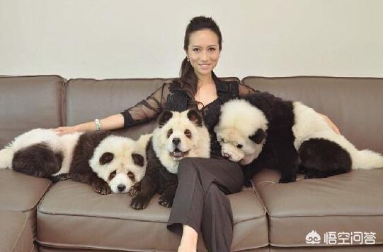 纯种松狮犬乐乐:养宠物，松狮犬选公的好还是母的好？