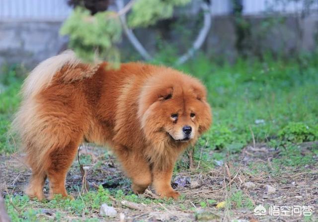 纯种松狮犬乐乐:养宠物，松狮犬选公的好还是母的好？