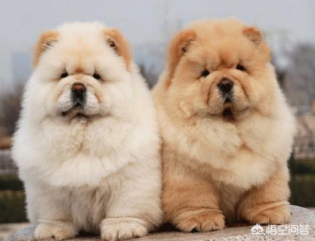 纯种松狮犬乐乐:养宠物，松狮犬选公的好还是母的好？