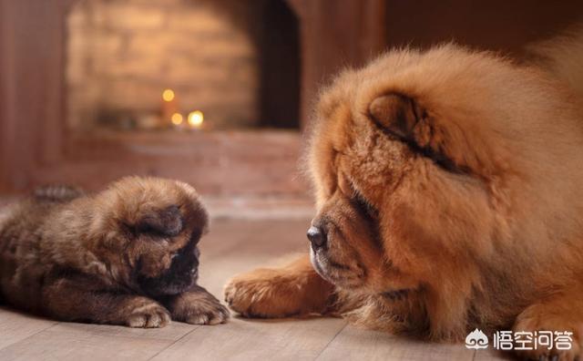 母松狮犬图片:养宠物，松狮犬选公的好还是母的好？ 成年松狮犬图片