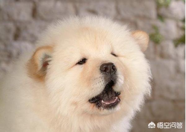 纯种松狮犬乐乐:养宠物，松狮犬选公的好还是母的好？