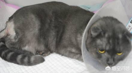 凌采的主食罐头怎么样:有哪些猫粮、猫罐头可以推荐？