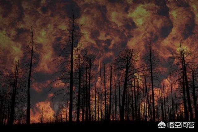 森林防火图片,用什么材料可以防止森林大火？