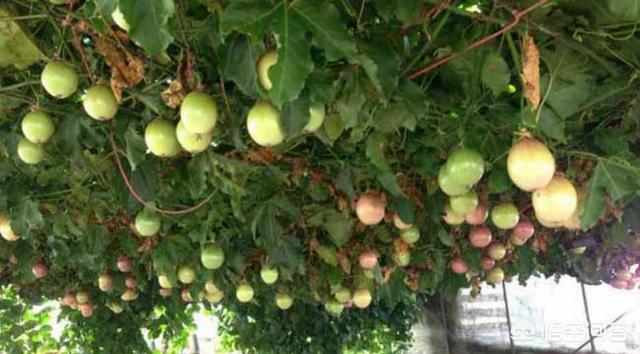 头条问答 百香果园怎样用石灰杀菌 13个回答