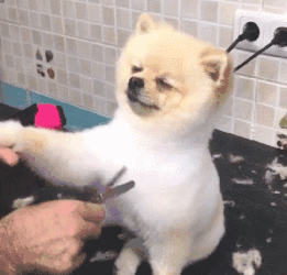 博美犬怎么养:养博美犬有什么注意事项？