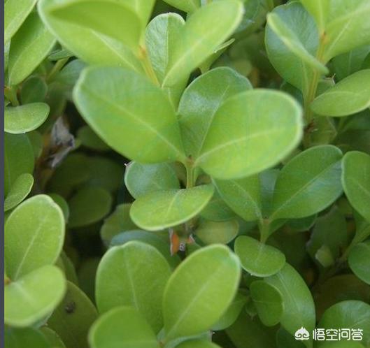 小叶女贞和小蜡树区别:小蜡树和小叶女贞区别 如何区分雀梅与小叶女贞？