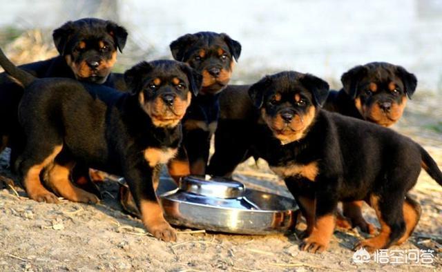 德国洛威犬图片:为什么德牧被禁养了以后，还有很多人喜欢饲养？