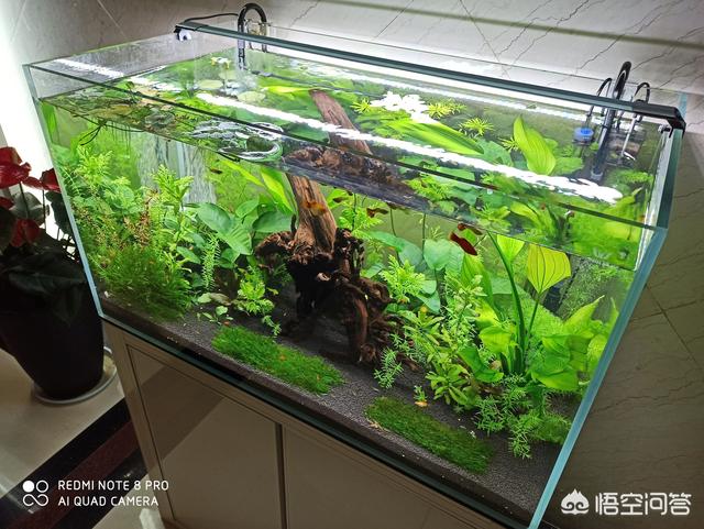 1.5米水草造景:想买个1.5米的成套鱼缸大神们给个意见？
