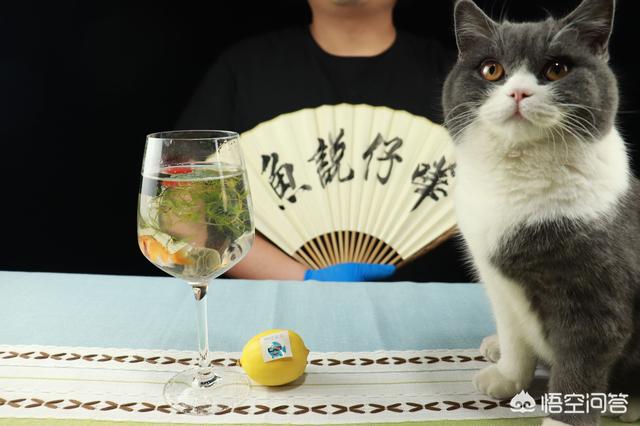 贝林鱼粮:大家养的狸花猫一般喂什么猫粮？