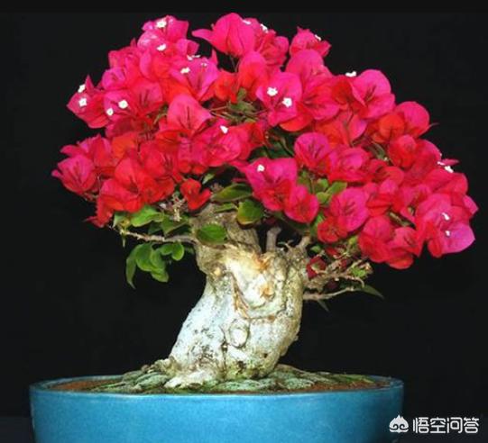 小狗种美丽鲜花-3:小狗又蹦又跳,鲜花什么 三角梅有哪些适合盆栽、勤花的品种？