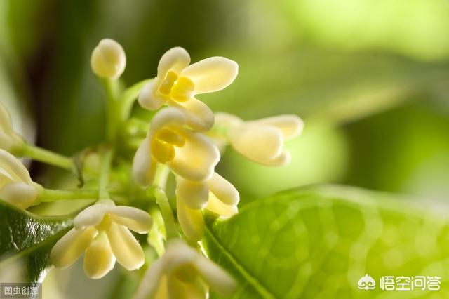 有哪些写桂花很暖的句子？