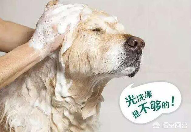 犬虫一扫光片怎么服用:drontal狗狗驱虫药是化成水吃还是怎么吃？