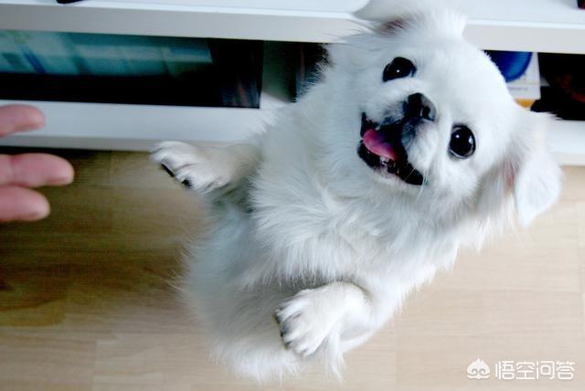 北京犬:为什么现在没人养京巴犬了呢？