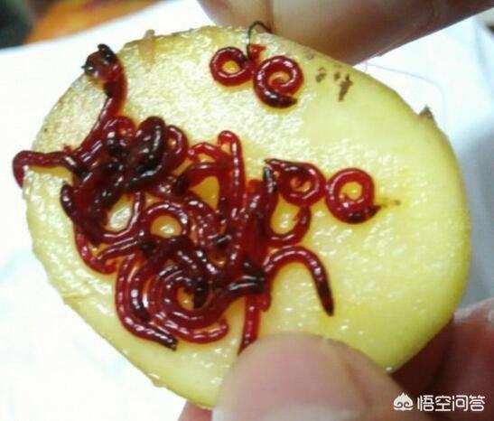 红虫钓鱼:秋冬季野钓鲫鱼鲤鱼用红虫效果怎么样？