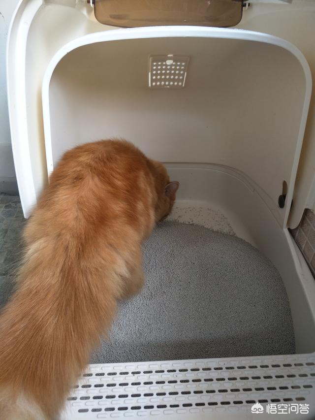 母猫绝育后大小便去猫砂盆吗:母猫绝育后一直蹲猫砂盆怎么办 怎么让猫知道去猫砂上方便？