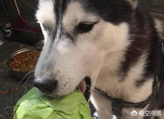 狗狗护食物:如何拒绝狗狗在餐桌上讨食？