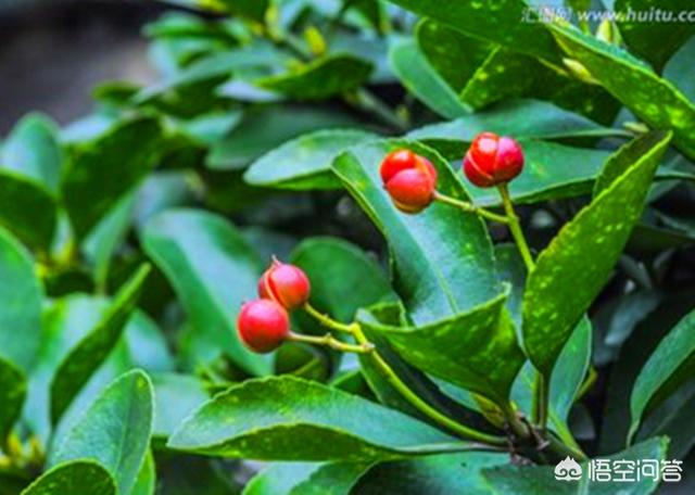 室内净化空气的植物:哪些植物可以净化室内空气？