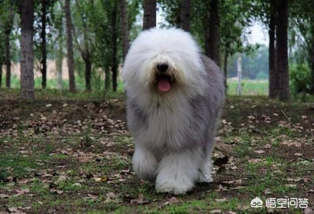 大白熊犬和哈士奇智商:哈士奇到底是真傻还是假傻？