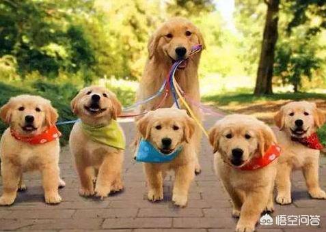 金毛犬性格好不好:金毛能当警犬吗，为什么？ 金毛犬好不好养