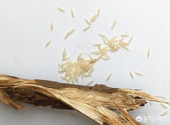 人工繁殖小懒猴:人工养殖金蝉是如何孵化的？