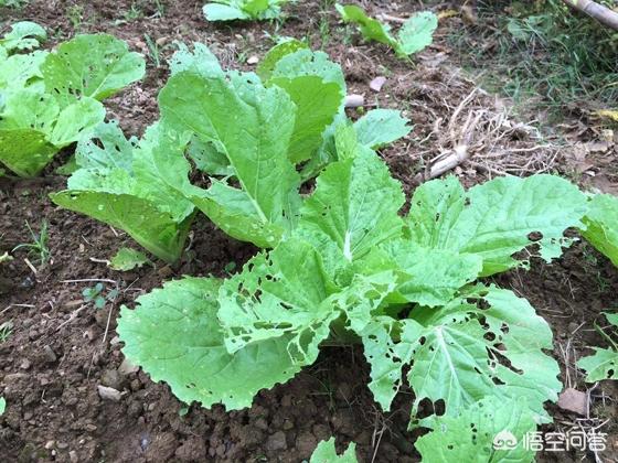 头条问答 菜地里种植的青菜遭虫子咬 天天要采摘吃 又不能打农药 有些什么办法能防治虫害呢 然然洋洋的妈妈的回答 0赞