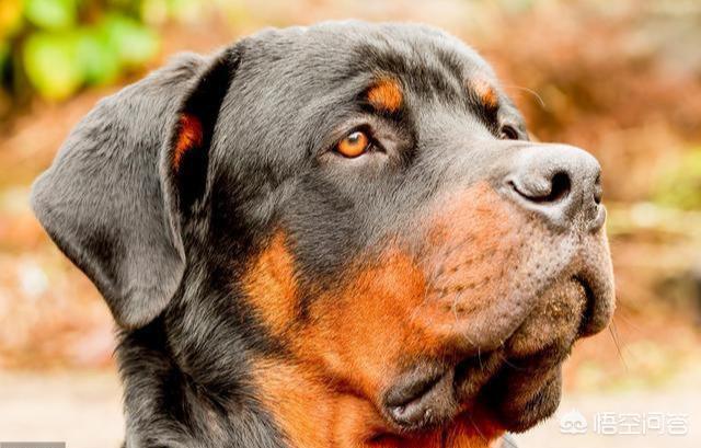 狗狗年龄对照表:罗威纳犬几岁步入老年？老了有什么征兆？
