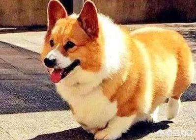 宠物狗的品种及图片柯基:法斗、腊肠犬、柯基犬，你更喜欢谁？为什么？