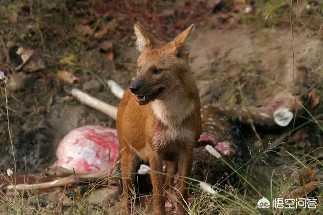 秋田犬蓬夫:豺是一种什么动物？和狗有什么关系？