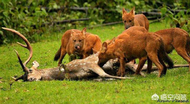 豺狗和鬣狗有什么区别，豺是一种什么动物？和狗有什么关系？