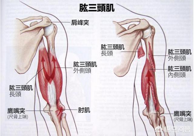 头条问答 如何增长肱三头肌 10个回答