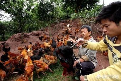 散养鸡技术:散养的土鸡吃什么？需要注意什么？