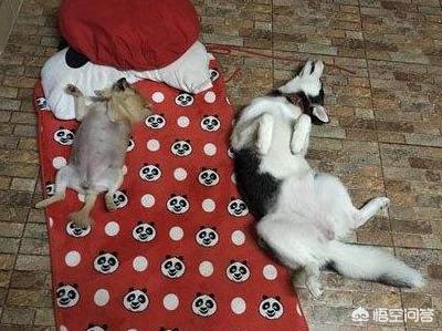 哈斯其狗图片大全:细数那些被哈士奇带偏的狗狗们？