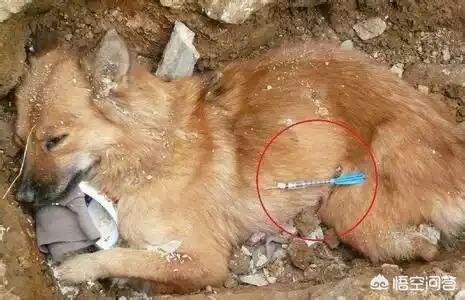偷狗贼被村民虐打致死:偷狗贼偷的狗都去哪里了？