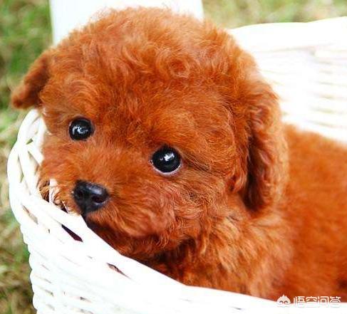 白色贵妇犬图片大全:泰迪狗的毛有几种颜色？白色的泰迪狗好看吗？