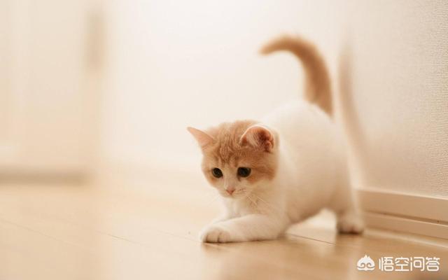 马恩岛猫的生活特征:想养猫，孩子较小，要养什么品种的猫，有什么注意事项？
