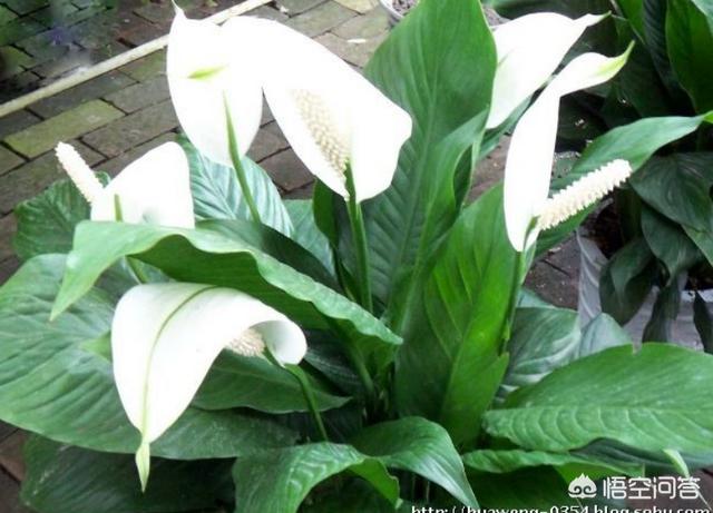 一帆风顺怎么养:一帆风顺冬天变什么样子？怎么养好？