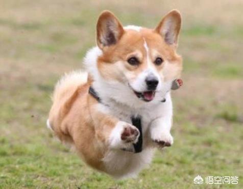 狗狗绝育:狗狗要不要做绝育手术呢？