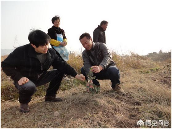 如何提高油茶苗种植成活率？
